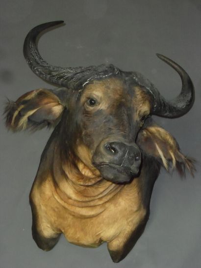 Buffle de savane (Syncerus caffer brachyceros)...