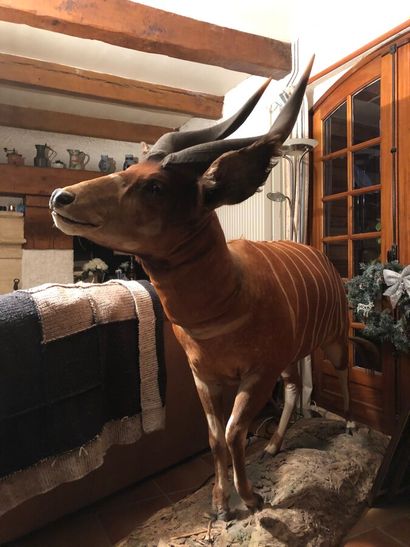 Bongo (Boocercus euryceros) (CH) : magnifique...