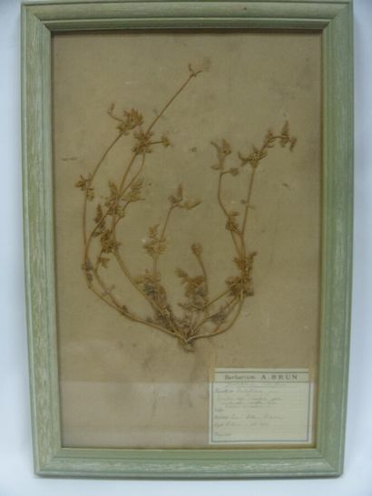 Un cadre vitré contenant une planche d'herbier...