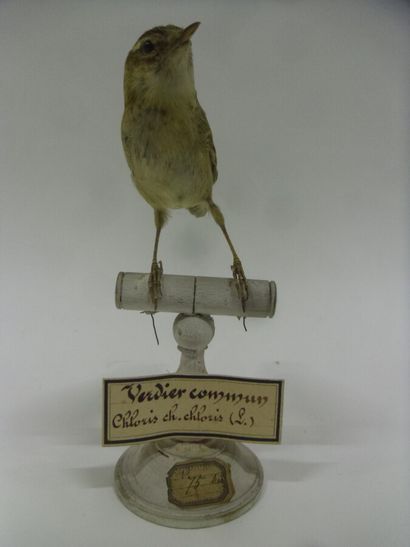 Phragmite des joncs (Acrocephalus schoenobaenus)...