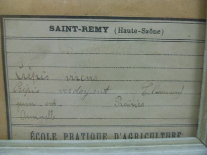 Un cadre vitré contenant une planche d'herbier...