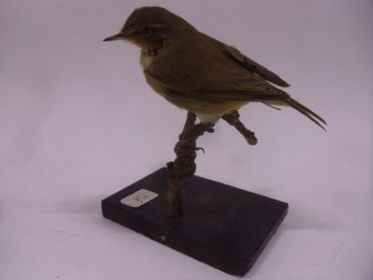 Pouillot véloce (Phylloscopus collybita)...