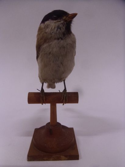 Mésange nonnette (Parus palustris) (CE) :...