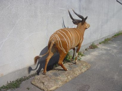 Bongo (Boocercus euryceros) (CH) : magnifique...