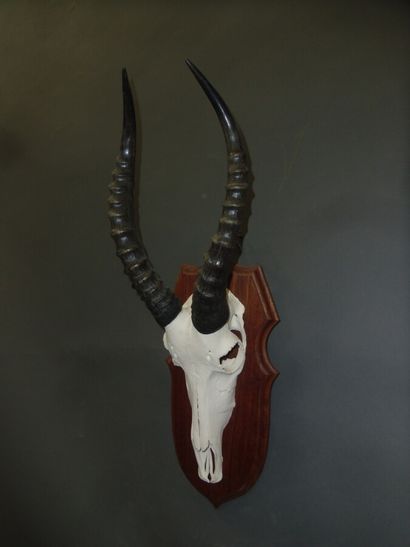 Blesbok (Damaliscus pygargus) (CH) : massacre...