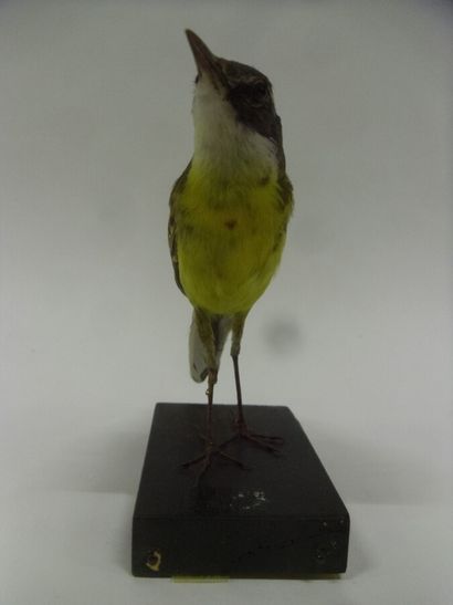 Bergeronnette printanière (Motacilla flava)...