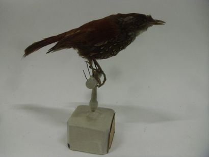 Anabasitte perlée (Margarornis squamiger)...