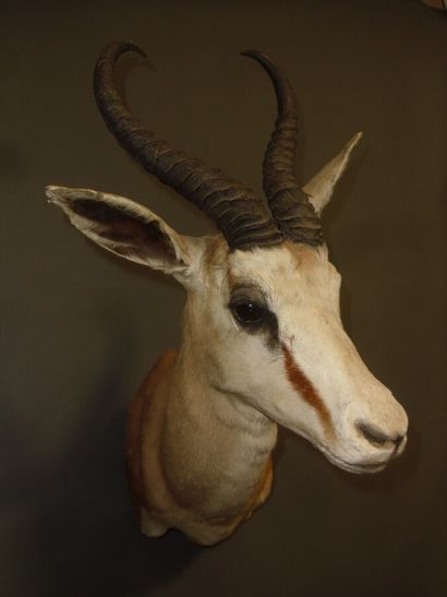 Gazelle springbok (Antidorcas marsupialis)...