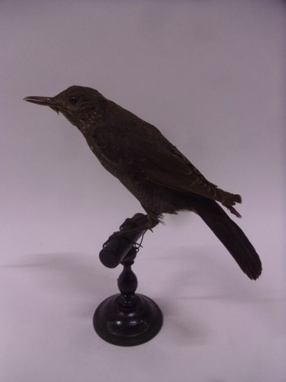 Merle bleu (Monticola solitarius) (CE) :...