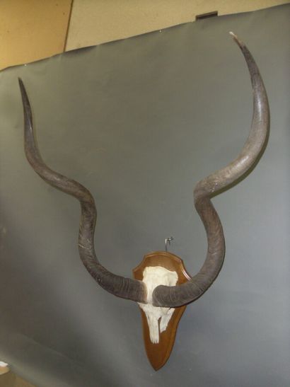 Grand koudou (Tragelaphus strepsiceros) (CH)...