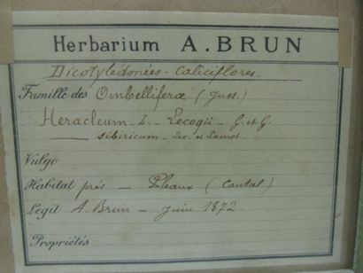 Un cadre vitré contenant une planche d'herbier...
