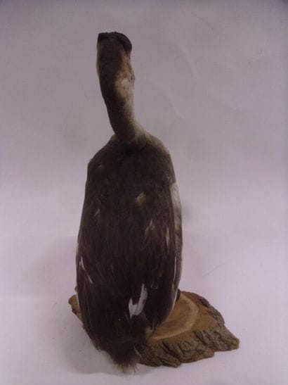Grèbe huppée (Podiceps cristatus) (CH) :...