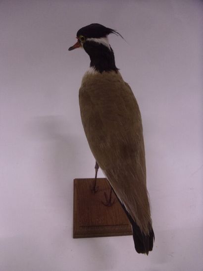 Vanneau à tête noire (Vanellus tectus) (NR)...