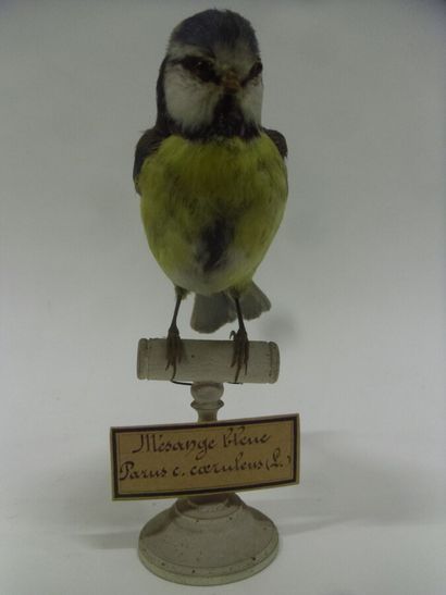 Mésange bleue (Parus caeruleus) (CE) : spécimen...
