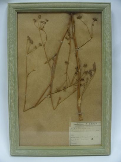 Un cadre vitré contenant une planche d'herbier...
