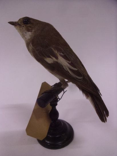 Gobe-mouche noir (Ficedula hypoleuca) (CE)...
