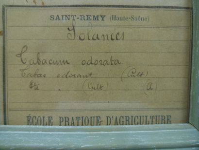 Un cadre vitré contenant une planche d'herbier...