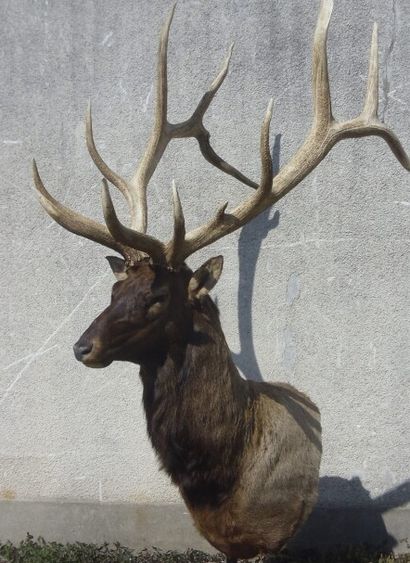 Wapiti (Cervus candensis) (CH) : tête naturalisée...