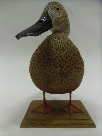 Canard spatule (Spatula platalea) (CH) :...