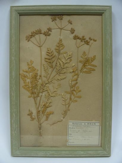 Un cadre vitré contenant une planche d'herbier...