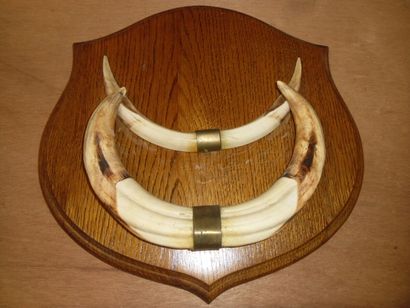 Phacochère d'Afrique (Phacochoerus aethiopicus)...