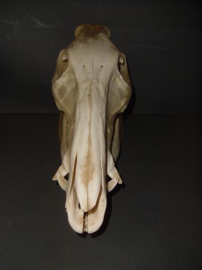 Sanglier d'Europe (Sus scrofa) (CH) : crâne...