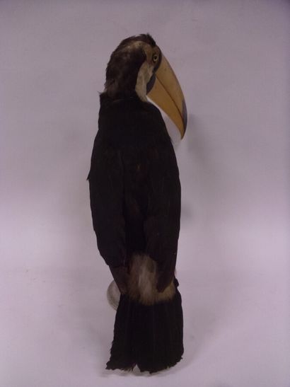 Toucan toco (Ramphastos toco) (II/B-CE) pré-convention...