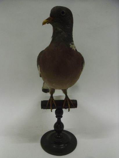 Pigeon ramier (Columba palumbus) (CH) : spécimen...