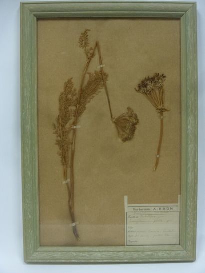 Un cadre vitré contenant une planche d'herbier...