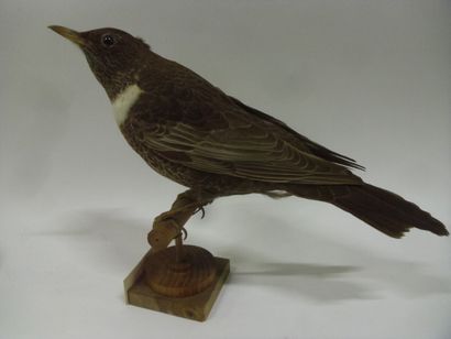Merle à plastron (Turdus torquatus) (CE)...