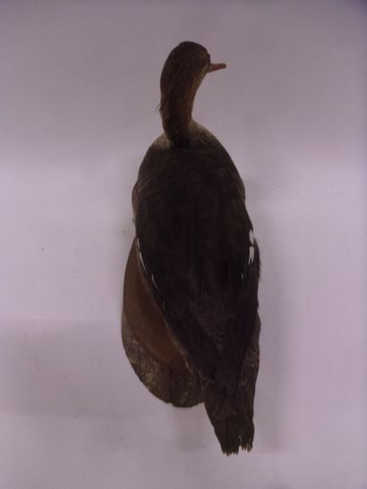 Harle huppé (Mergus serrator) (CE) : spécimen...