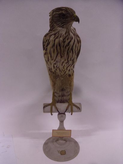 Autour des palombes (Accipiter gentilis)...