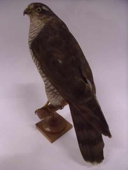 Epervier d'Europe (Accipiter nisus) (II/A-CE)...