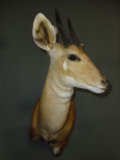 Guib harnaché de l'ouest (Tragelaphus scriptus...