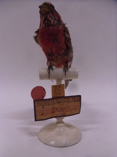 Roselin rose (Carpodacus roseus) (NR) : spécimen...