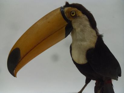 Toucan toco (Ramphastos toco) (II/B-CE) pré-convention...