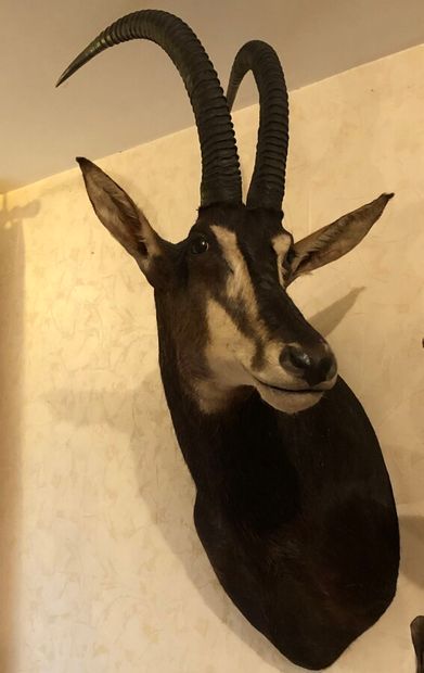 Hippotrague noir (Hippotragus niger) (CH)...