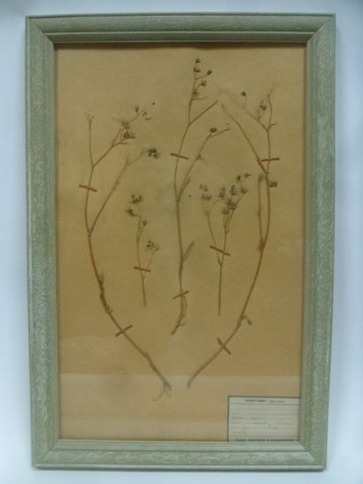 Un cadre vitré contenant une planche d'herbier...