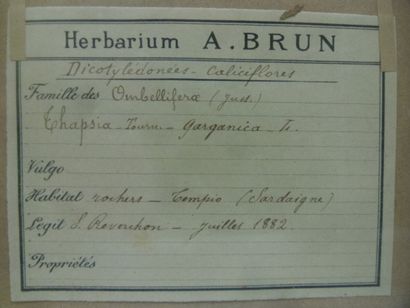 Un cadre vitré contenant une planche d'herbier...