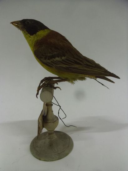 Bruant mélanocéphale (Emberiza melanocephala)...