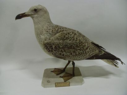Goéland marin (Larus marinus) (CE) : spécimen...
