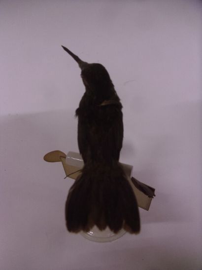 Colibri à menton bleu (Chlorostilbon notatus)...
