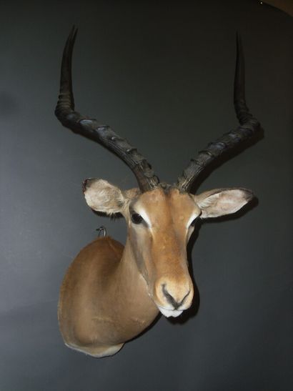 Impala (Aepyceros melampus) (CH) : tête en...