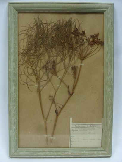 Un cadre vitré contenant une planche d'herbier...