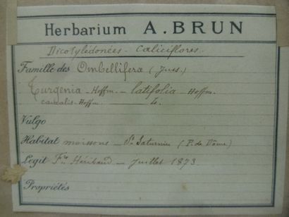 Un cadre vitré contenant une planche d'herbier...