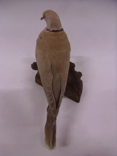 Tourterelle rieuse (Streptopelia roseogrisea)...