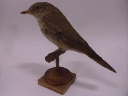 Gobe-mouche gris (Muscicapa striata) (CE)...