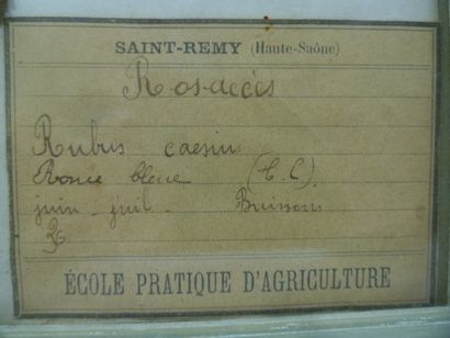 Un cadre vitré contenant une planche d'herbier...