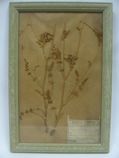 Un cadre vitré contenant une planche d'herbier...