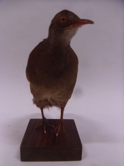 Tinamou à petit bec (Crypturellus parvirostris)...